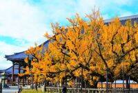 美しい大銀杏の紅葉！京都の世界遺産「西本願寺」