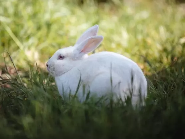 人間はうさぎになれないんだよ 幼馴染の言葉に 私の世界はひっくり変えった ローリエプレス