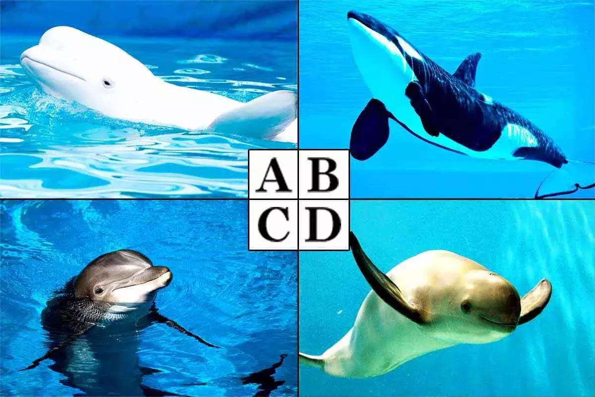 心理テスト 好きなイルカで分かる あなたの コミュニケーション力 診断 ローリエプレス 心理テスト 好きなイルカで分かる あなたの コミュニケーション力 診断 ローリエプレス