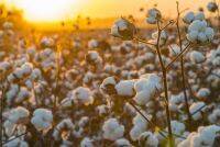 BCIコットンとは？綿花産業の課題解決と変革を目指す参加企業の取り組みも紹介