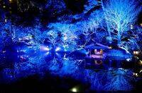 幻想的な冬景色とともに味わう冬の特別メニュー【TOKYO BLUE GARDEN PREMIUM DINNER】