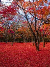 2022年の東京の紅葉の見頃は11月下旬！千代田区の「秋の紅葉スポット」6選！