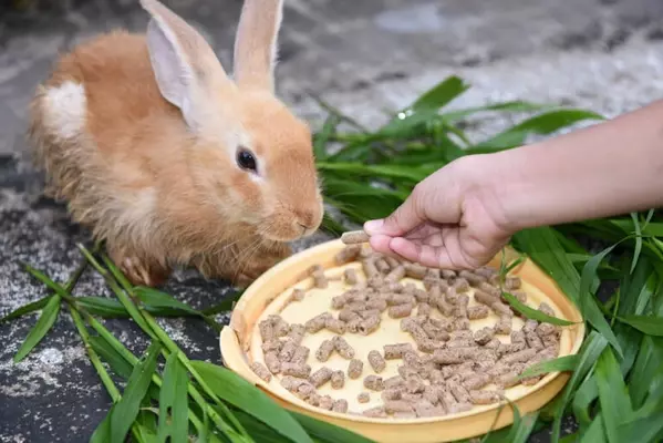 ペット うさぎの特徴や飼い方を紹介 部屋の工夫や健康管理のポイントとは ローリエプレス