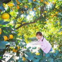 【みかん狩り】東京で果実狩りができる小林農園でフレッシュ&ジューシーなみかん