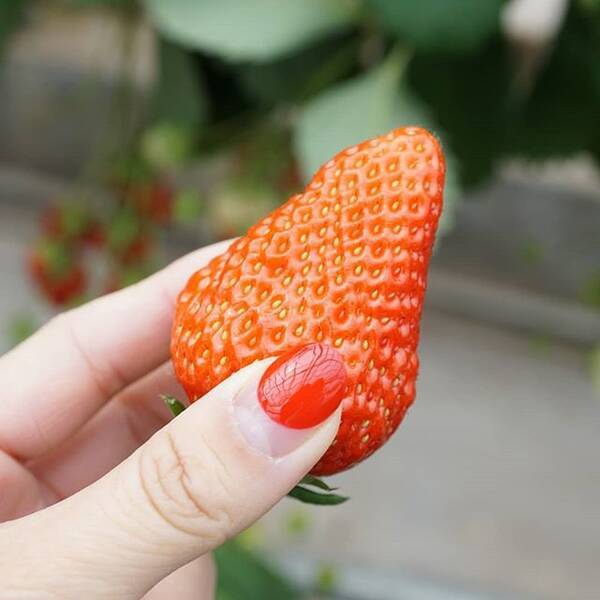 毛穴パックは結局どれがよいの 初心者におすすめなのはこのタイプ ローリエプレス