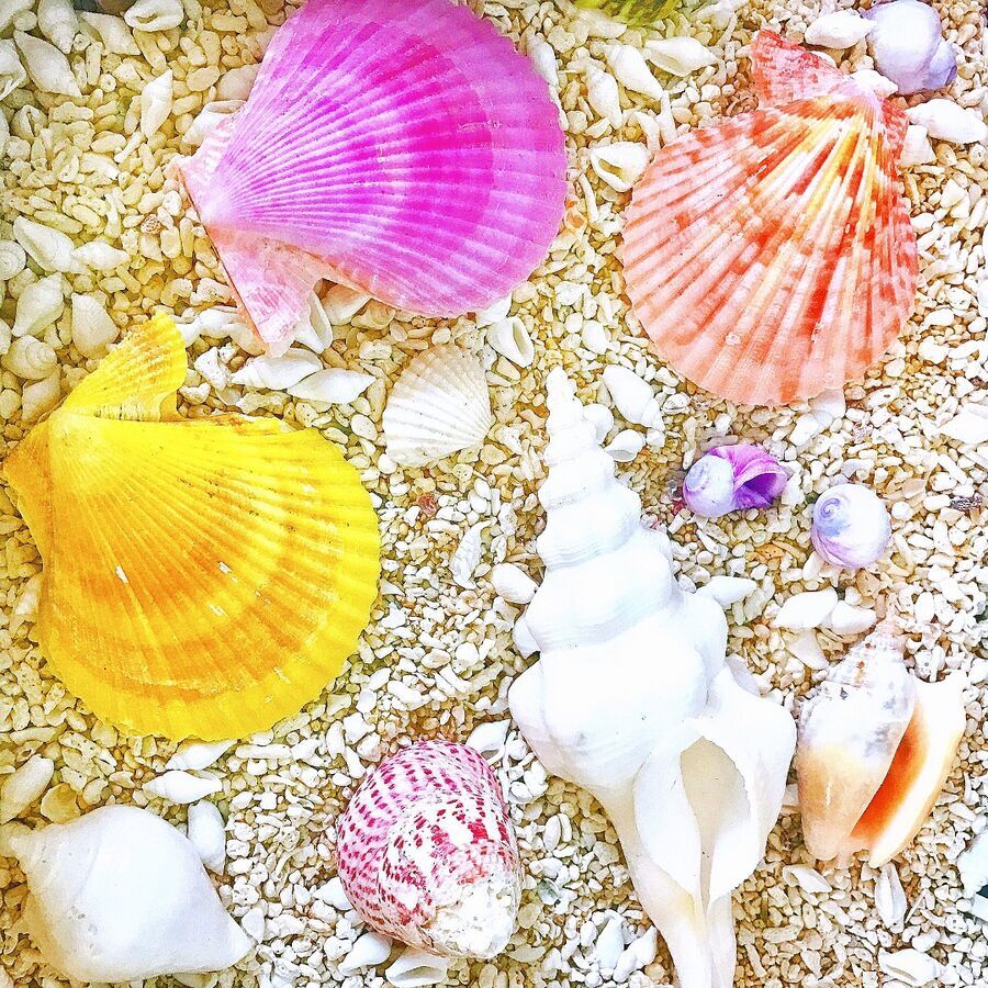 江の島カフェ「Lucky Meal Mermaid」の貝殻パスタがかわいすぎ♡の2枚目の画像