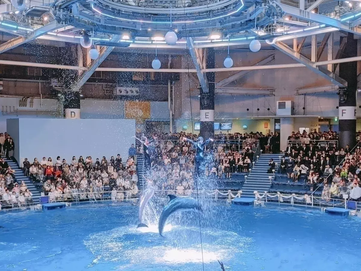 水族館 星空で幻想的なクリスマスを体験 品川アクアパークで新イベント ローリエプレス