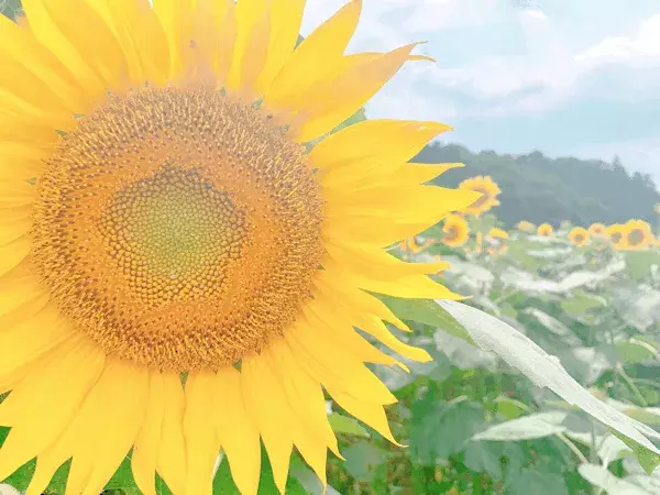 夏のパワースポット ひまわり畑の穴場知ってる ローリエプレス