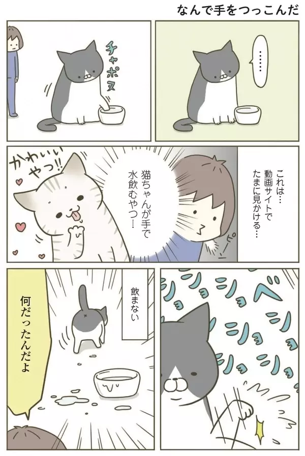 漫画 手で水を飲む 期待しながら見ていたら うちの猫がまた変なことしてる Vol 7 ローリエプレス