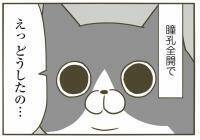 【漫画】瞳孔全開！じっと見つめてくる理由【うちの猫がまた変なことしてる。Vol.8】