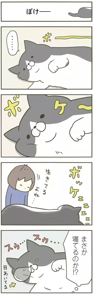 目を開けて寝てる 不思議な猫の眠り方 うちの猫がまた変なことしてる Vol 17 ローリエプレス