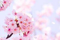 【保存版】春に咲く花のフラワーネイル25選|2024最新ネイルデザイン