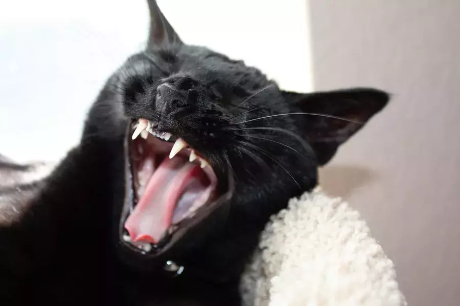 Welove黒猫 性格や目の色など 黒猫の魅力 を徹底解剖 ローリエプレス
