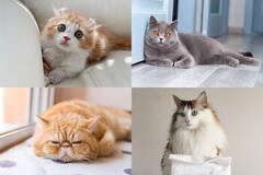 人気の猫16種類！特徴や性格は？あなたはどのタイプの猫が好き？【前編】
