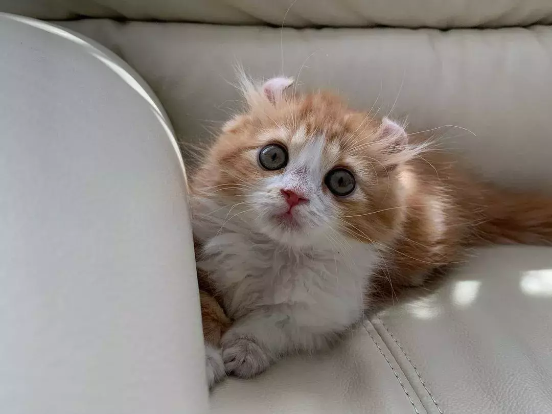人気の猫16種類 特徴や性格は あなたはどのタイプの猫が好き 前編 ローリエプレス
