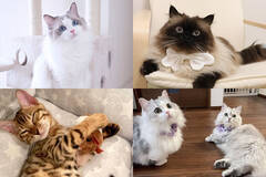 人気の猫16種類！特徴や性格は？あなたはどのタイプの猫が好き？【後編】