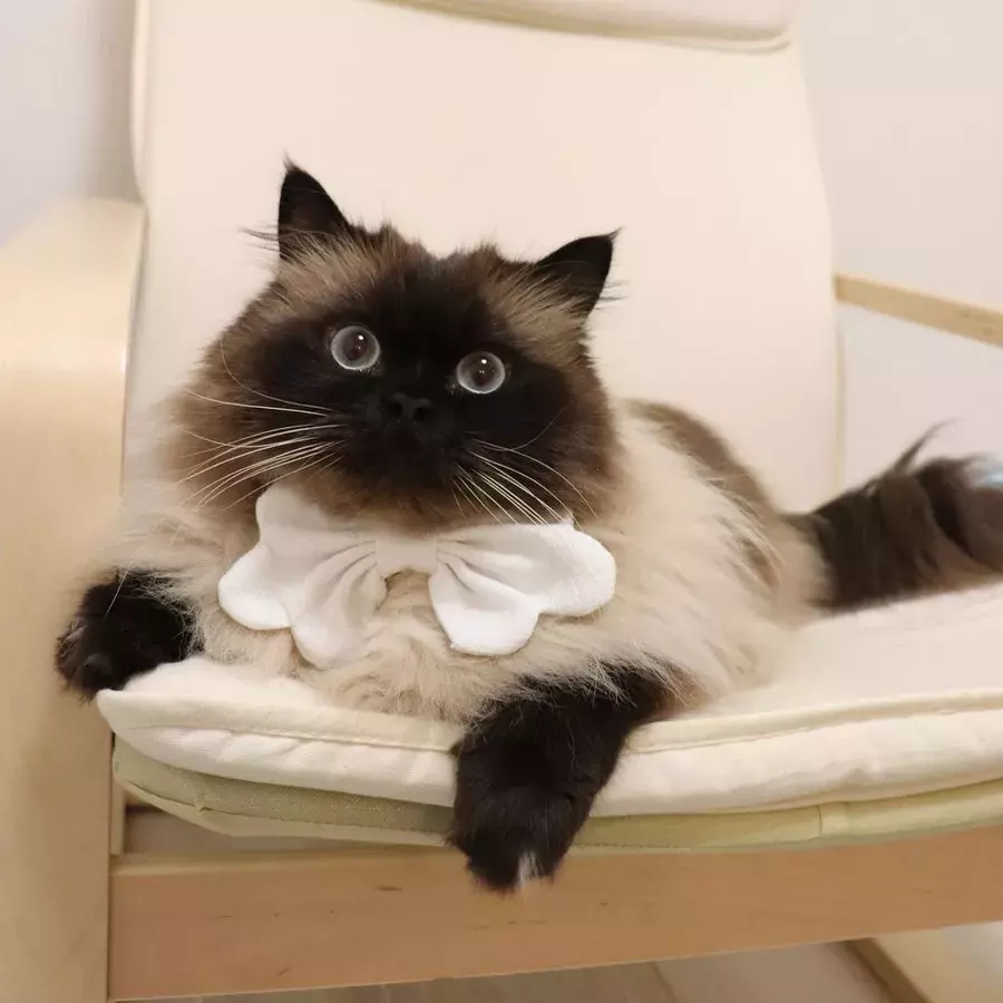 人気の猫16種類 特徴や性格は あなたはどのタイプの猫が好き 後編 ローリエプレス