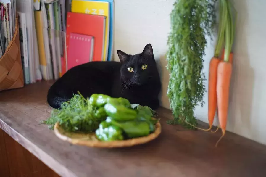 猫の食べ物 これって猫に与えても大丈夫 Okなものとngなもの ローリエプレス