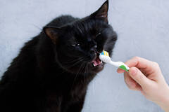 猫に歯磨きは必要？デンタルケアのやり方や必要なアイテム6選