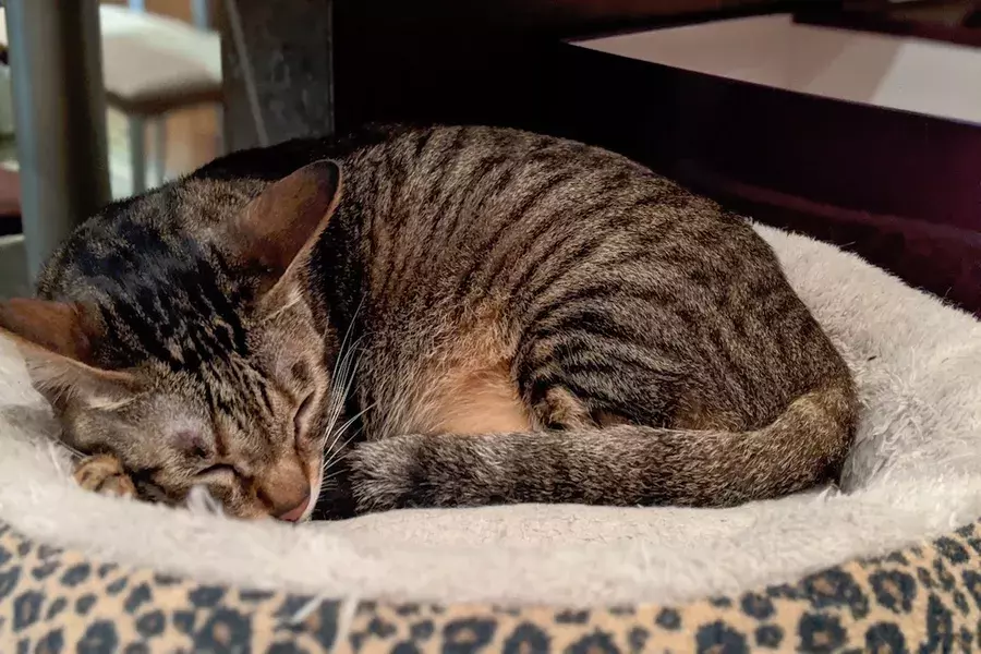 猫も熱中症になるの 暑い夏を快適に過ごす対策と留守番に必要な3つのポイント ローリエプレス 猫も熱中症になるの 暑い夏を快適に過ごす対策と留守番に必要な3つのポイント ローリエプレス