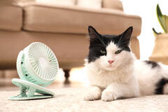 猫も熱中症になるの？暑い夏を快適に過ごす対策と留守番に必要な3つのポイント