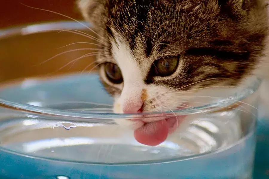 猫も熱中症になるの 暑い夏を快適に過ごす対策と留守番に必要な3つのポイント ローリエプレス 猫も熱中症になるの 暑い夏を快適に過ごす対策と留守番に必要な3つのポイント ローリエプレス