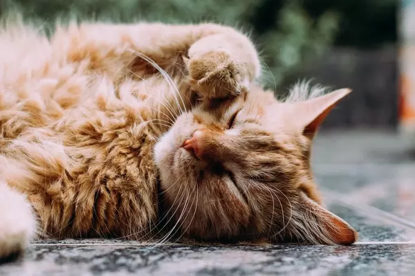 猫の豆知識 鳴き声やヒゲの向きで気持ちがわかる 知っておきたい10の猫雑学 ローリエプレス