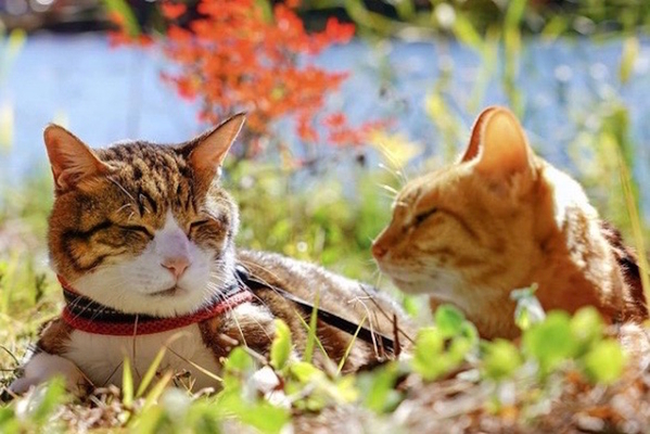 【2021年】猫の日イベント特集!各地で開催の猫好きのための ...