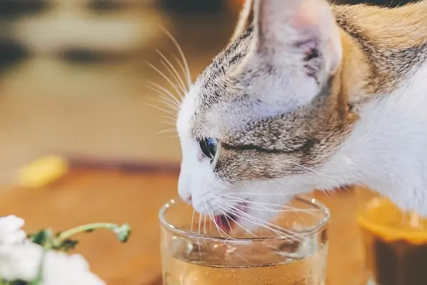 自宅でできる愛猫の健康チェック 体温 呼吸数 脈拍数の目安は ローリエプレス