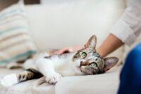 自宅でできる愛猫の健康チェック！体温・呼吸数・脈拍数の目安は？