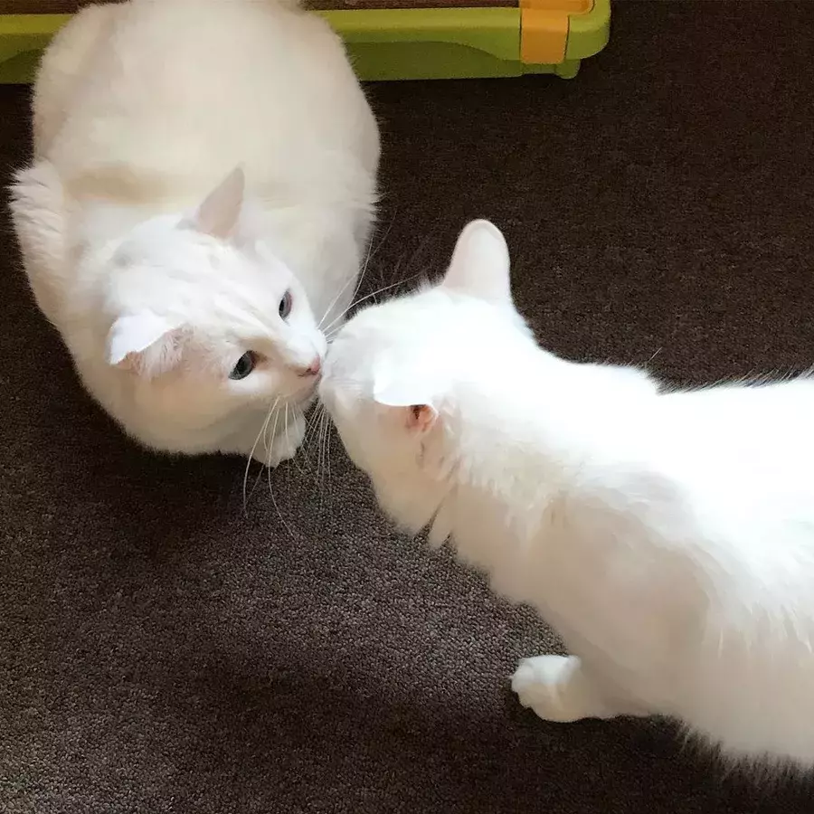 猫が懐かないのはなぜ その理由と仲良くなる6つの方法 ローリエプレス