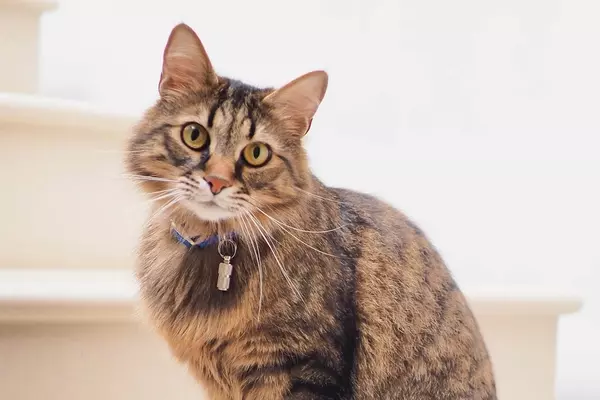 猫が懐かないのはなぜ その理由と仲良くなる6つの方法 ローリエプレス