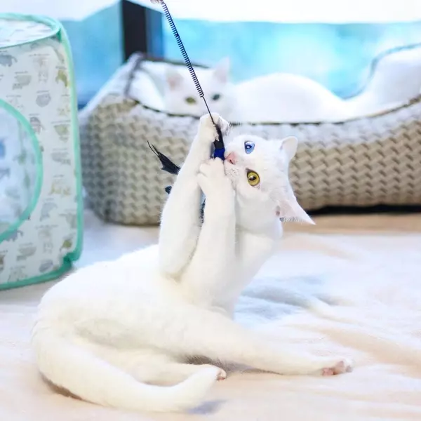 猫が懐かないのはなぜ その理由と仲良くなる6つの方法 ローリエプレス