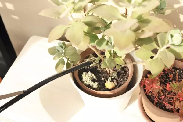 簡単手軽 100均ダイソーで多肉植物を楽しもう 土や鉢 道具も紹介 ローリエプレス