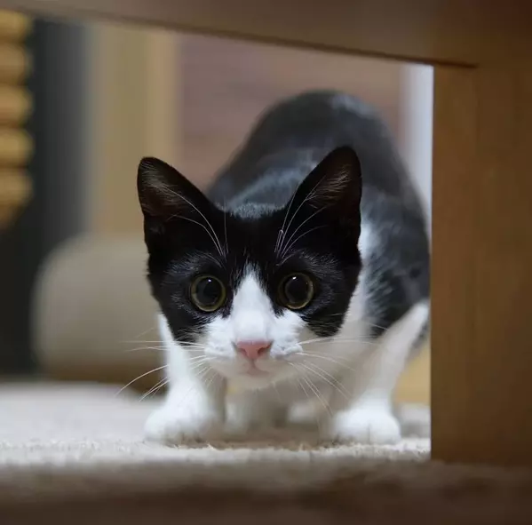 猫の発情期はいつ 知っておきたい対応策や去勢 避妊手術のこと ローリエプレス