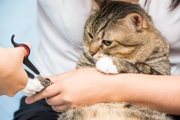 猫のお手入れ ブラッシングや爪切りなど部位ごとの簡単ケア方法 ローリエプレス