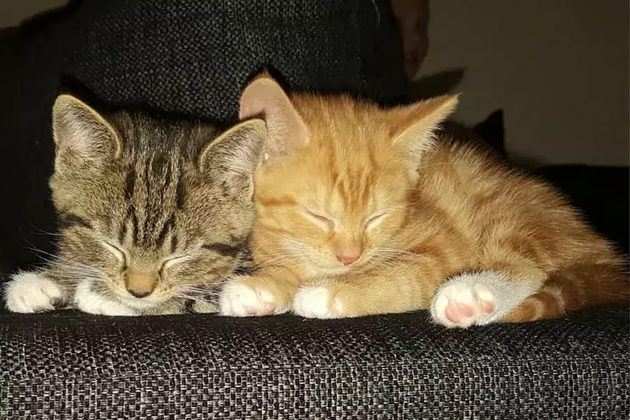 どうすれば失敗しない 猫の多頭飼いの注意点やうまくいくポイント ローリエプレス