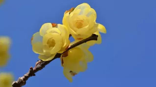 花言葉 ロウバイ 風水で運気アップ 誕生花とスピリチュアルな伝説について ローリエプレス