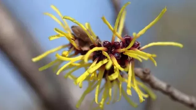 花言葉 マンサク 風水で運気アップ 誕生花とスピリチュアルな伝説について ローリエプレス