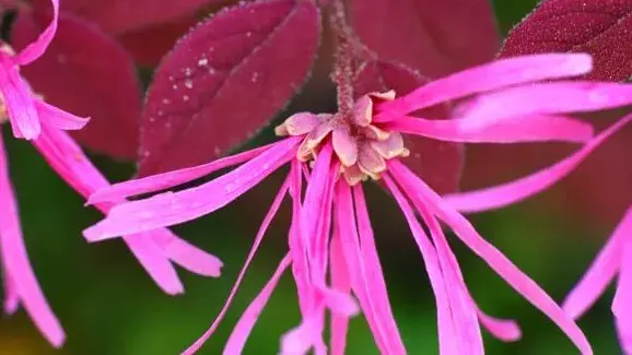 花言葉 マンサク 風水で運気アップ 誕生花とスピリチュアルな伝説について ローリエプレス