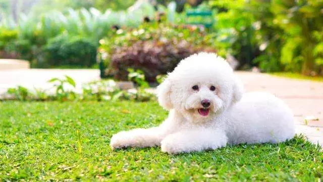 夢占い 白い犬の夢は幸運の前兆 スピリチュアルサイン 16選 ローリエプレス