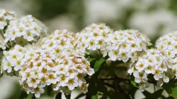 花言葉 コデマリ 風水で運気アップ 誕生花とスピリチュアルな伝説について ローリエプレス