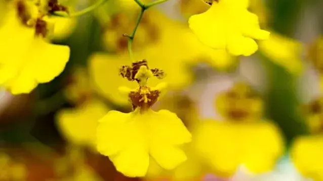 花言葉 オンシジューム 風水で運気アップ 誕生花とスピリチュアルな伝説について ローリエプレス