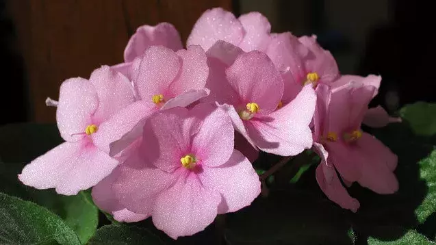 花言葉 セントポーリア 風水で運気アップ 誕生花とスピリチュアルな伝説について ローリエプレス