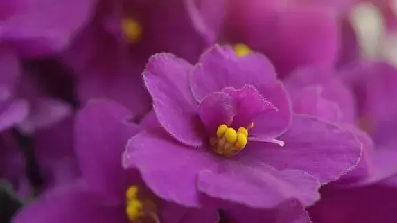 花言葉 セントポーリア 風水で運気アップ 誕生花とスピリチュアルな伝説について ローリエプレス