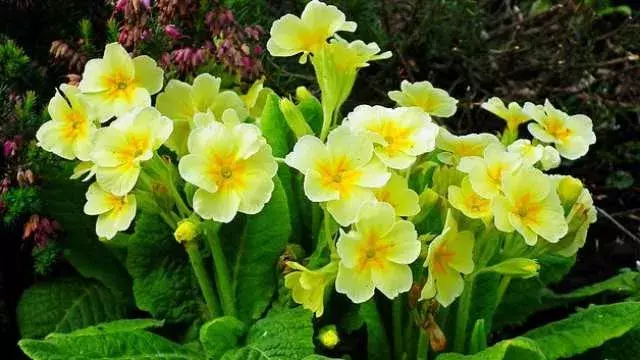 花言葉 プリムラ 風水で運気アップ 誕生花とスピリチュアルな伝説について ローリエプレス