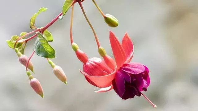 花言葉 フクシア 風水で運気アップ 誕生花とスピリチュアルな伝説について ローリエプレス