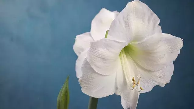 花言葉 アマリリス 風水で運気アップ 誕生花とスピリチュアルな伝説について ローリエプレス