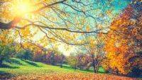 【夢占い】秋にまつわる大吉な夢12選＊秋の食べ物や自然・印象は？