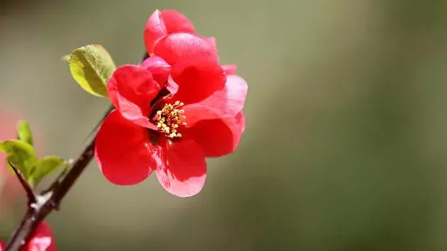 花言葉 ボケ 風水で運気アップ 誕生花とスピリチュアルな伝説について ローリエプレス